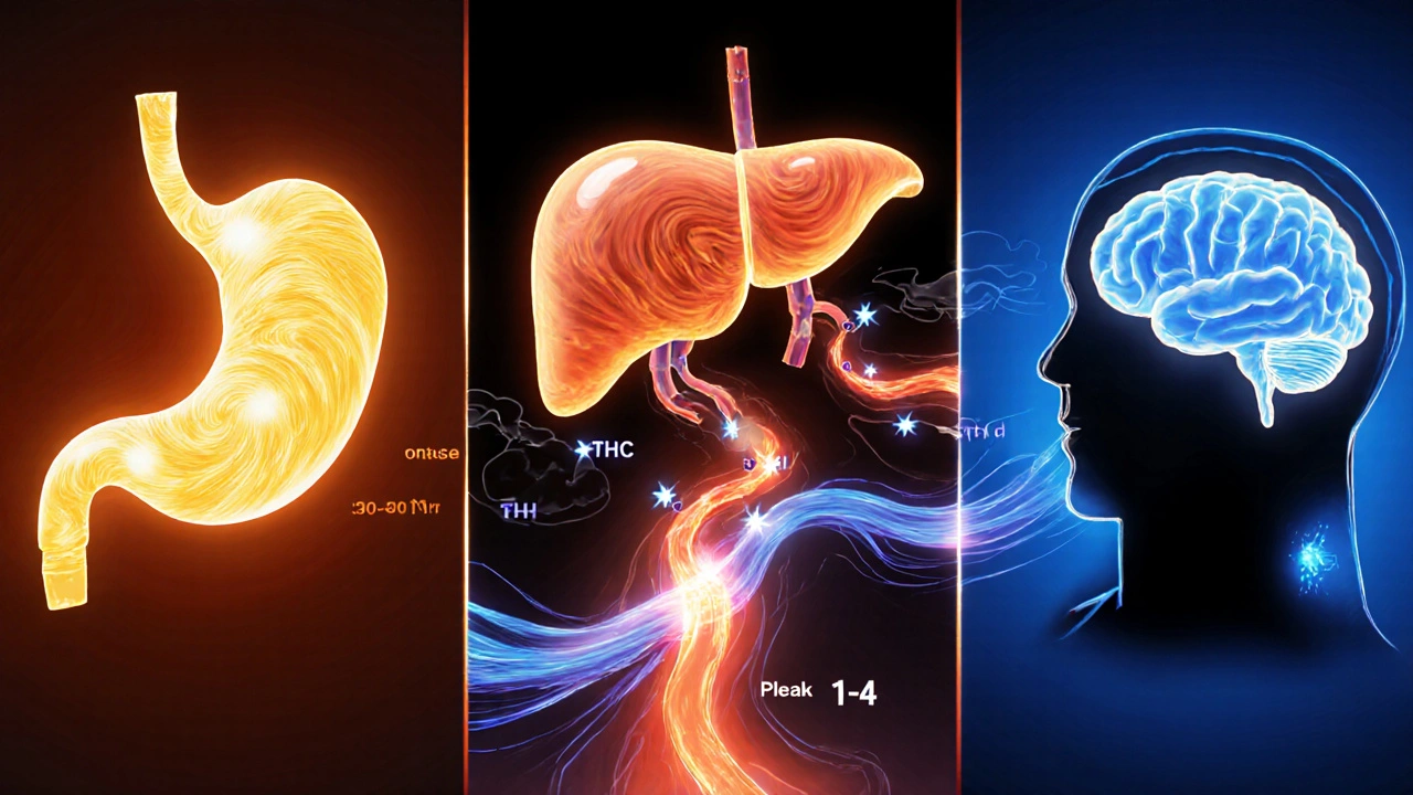 Illustration des THC‑Wegs vom Magen über die Leber ins Gehirn mit farbigen Molekülen.
