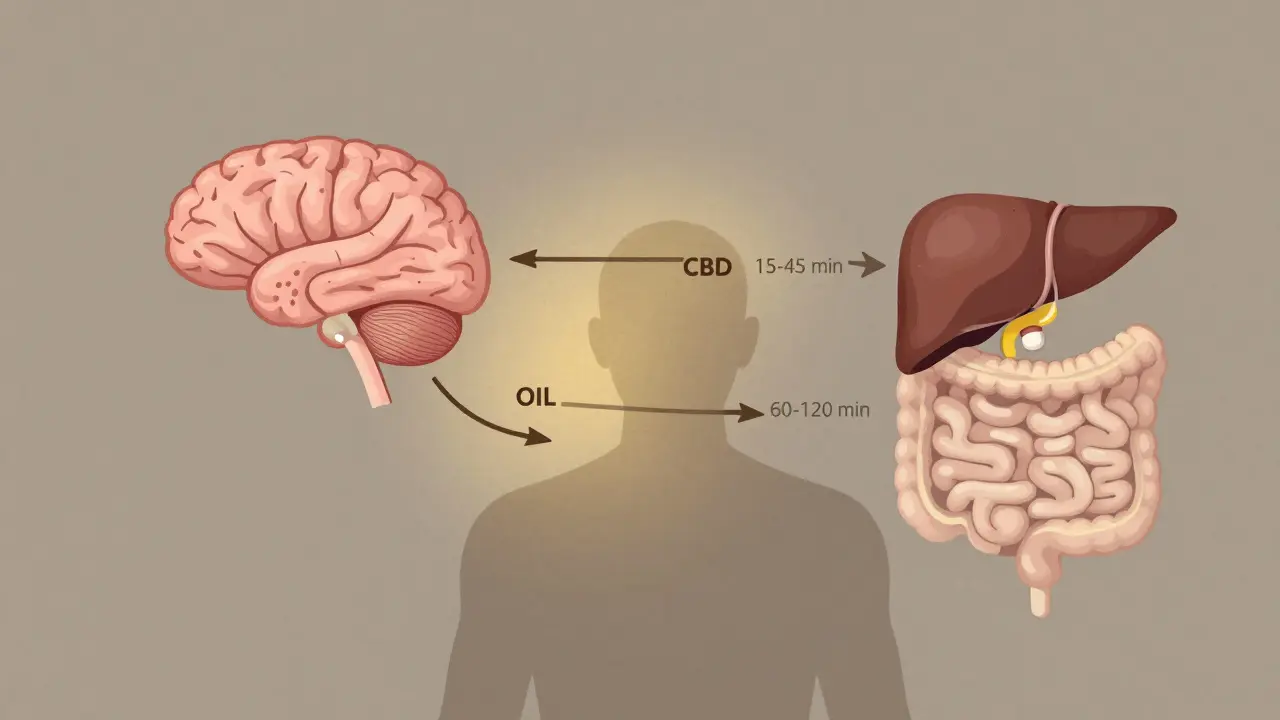 Zwei Wege der CBD-Aufnahme: schnell über die Mundschleimhaut und langsamer über den Magen, dargestellt als schematische Pfade.