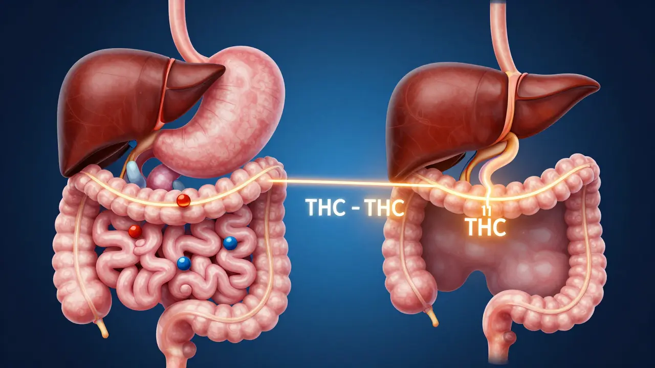 Anatomische Darstellung der THC-Aufnahme im Darm mit leeren und vollen Magen.
