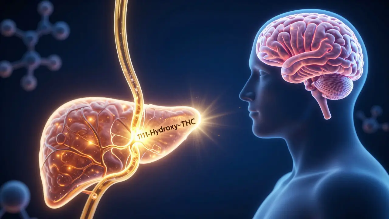 Konzeptuelle Darstellung des Weges von THC durch Magen und Leber bis hin zum Gehirn.