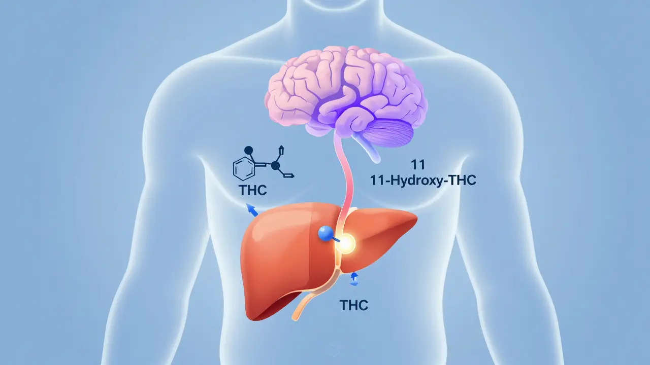 Konzeptillustration der Leber, die THC in 11-Hydroxy-THC umwandelt und zum Gehirn transportiert.
