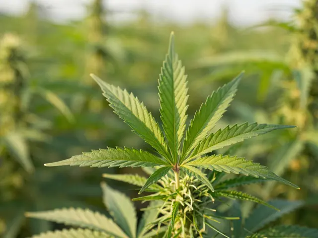 Warum ist CBG so teuer? Die wahren Kosten hinter dem Wunder cannabinoid