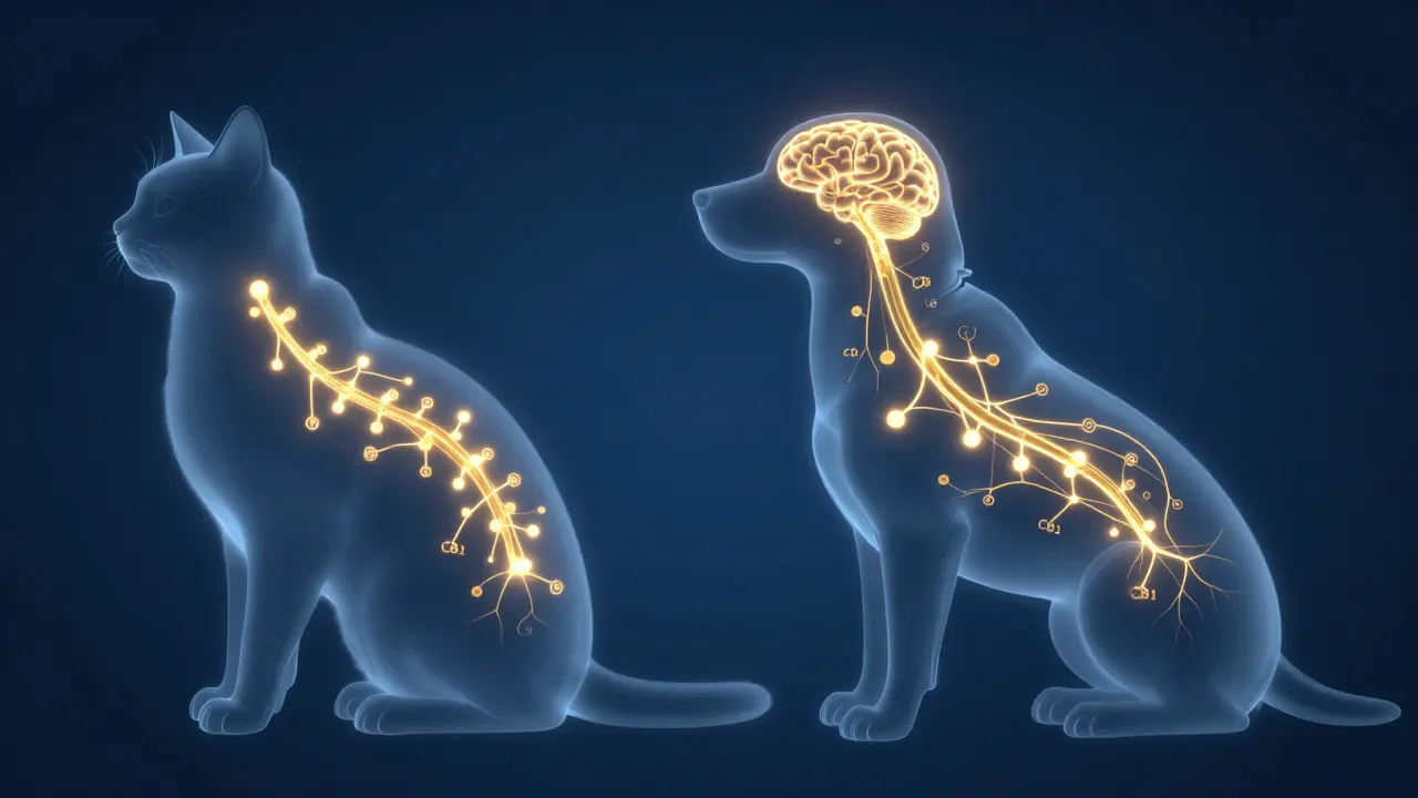 Abstrakte Darstellung des Endocannabinoid-Systems bei Haustieren