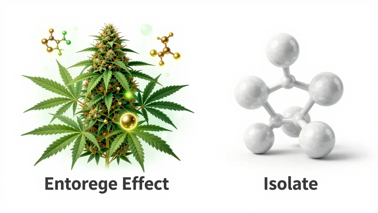 Illustration des Unterschieds zwischen Full-Spectrum-CBD und isoliertem CBD