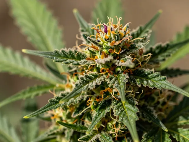 Was schmeckt Cannabis? Der ultimative Guide zu Terpenen, Sorten und Geschmackserlebnissen